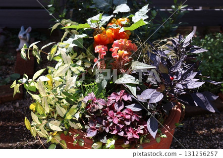 Halloween-themed plantings Halloween-themed plantings 131256257