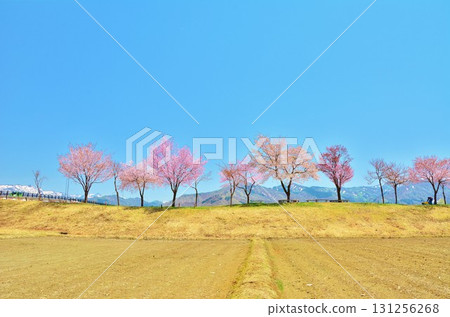 新潟縣魚沼市魚野川櫻花 131256268