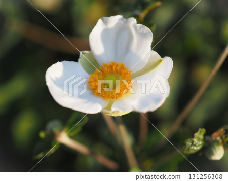 晨曦中的日本銀蓮花(20250917064112) 晨曦中的日本銀蓮花(20250917064112) 131256308