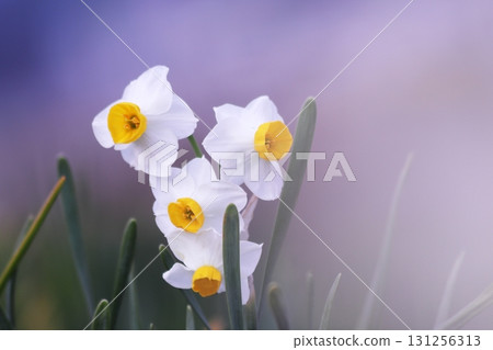 Narcissus telling the arrival of spring 131256313