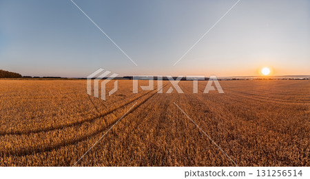 Ripe Wheat Field at Sunrise Panorama Ripe Wheat Field at Sunrise Panorama 131256514