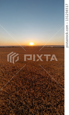 Aerial Golden Wheat Field with Sun Shining Aerial Golden Wheat Field with Sun Shining 131256517