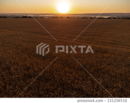 Golden Wheat Fields in Sunrise Light Golden Wheat Fields in Sunrise Light 131256518
