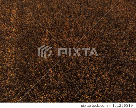 Golden wheat surface patterns in warm light 131256519