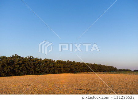 Rural wheat field with clear blue sky 131256522