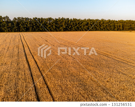 Wheat Field Scenery in Warm Sunlight Wheat Field Scenery in Warm Sunlight 131256531