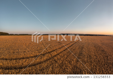 Morning golden wheat field panoramic scenery Morning golden wheat field panoramic scenery 131256553