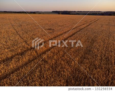 Golden summer wheat field look down 131256554