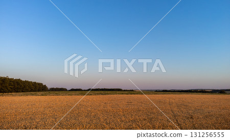 Golden wheat field in warm light with clear blue sky Golden wheat field in warm light with clear blue sky 131256555
