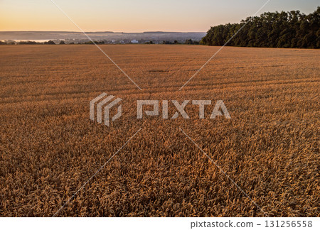 Rural agriculture wheat field scenery 131256558