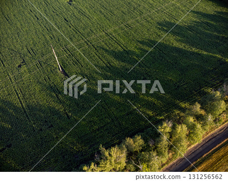 Aerial Farmland Green Field Patterns and Textures 131256562