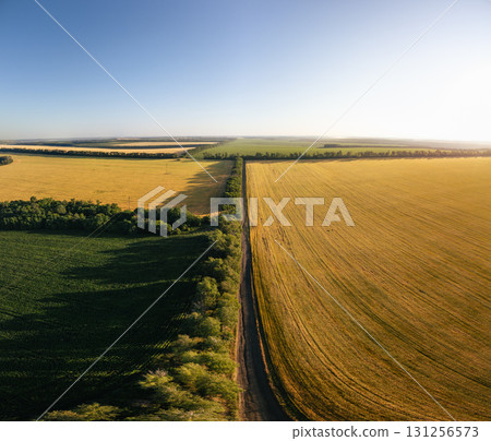 Aerial Sunny Agriculture Fields Panorama 131256573