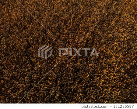Golden ripe summer wheat field details Golden ripe summer wheat field details 131256597