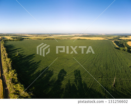 Aerial Green Summer Farmland with Blue Sky Aerial Green Summer Farmland with Blue Sky 131256602