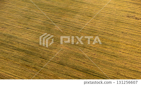 Aerial summer wheat field patterns look down 131256607