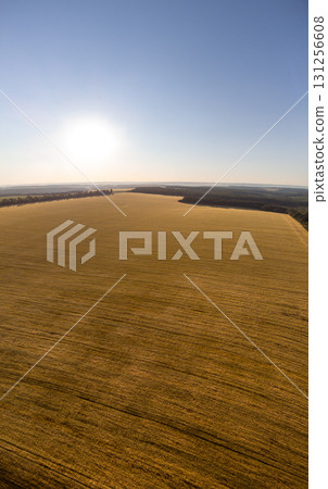 Aerial Sunny Wheat Agriculture Fields Scenery 131256608