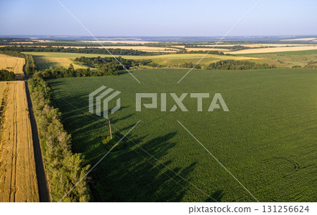 Aerial Green Sunny Summer Agriculture Farmland 131256624