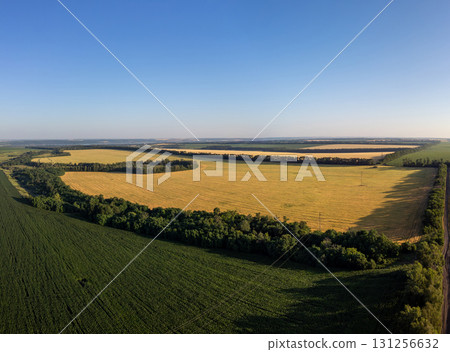 Aerial Green and Golden Summer Agriculture Fields 131256632