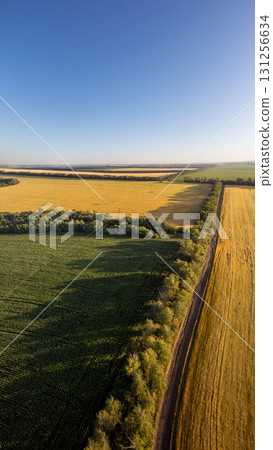 Aerial Sunny Wheat Agriculture Fields Scenery 131256634