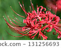 A close-up of red spider lilies 131256693