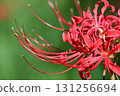 A close-up of red spider lilies 131256694