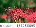 Cluster amaryllis blooming in autumn field 131256695