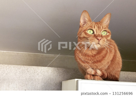 Brown tabby cat staring at something Brown tabby cat staring at something 131256696