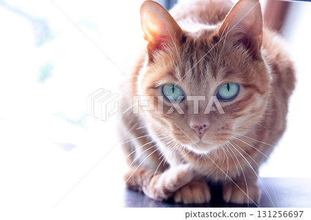 棕色虎斑貓盯著某樣東西 棕色虎斑貓盯著某樣東西 131256697