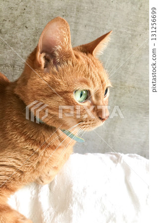 Brown tabby cat staring at something Brown tabby cat staring at something 131256699