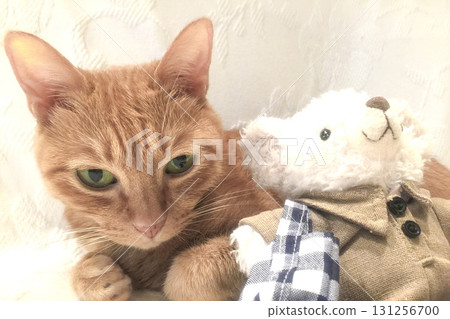 Stuffed toy and brown tabby cat Stuffed toy and brown tabby cat 131256700