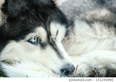 Portrait of Siberian Husky with blue eyes looking away closeup, soft focus Portrait of Siberian Husky with blue eyes looking away closeup, soft focus 131256966