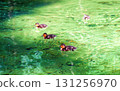 Wild Mallard cute little ducklings swimming in pond in sunny spring parkland 131256970
