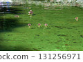 Wild Mallard duck and cute little ducklings swimming in pond in spring park 131256971