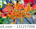 Cluster amaryllis 131257006