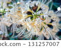 Cluster amaryllis 131257007