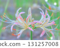 Cluster amaryllis 131257008