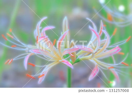 Cluster amaryllis Cluster amaryllis 131257008
