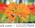 Cluster amaryllis 131257009