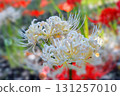 Cluster amaryllis 131257010