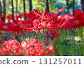 Cluster amaryllis 131257011