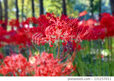 Cluster amaryllis 131257011