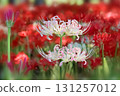 Cluster amaryllis 131257012
