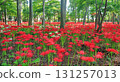 Cluster amaryllis 131257013