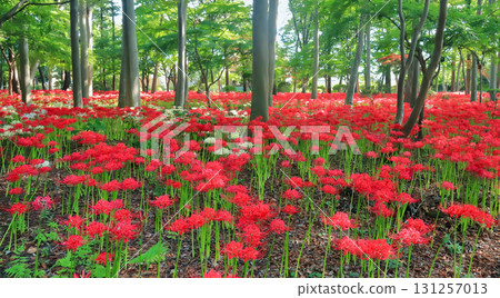 Cluster amaryllis Cluster amaryllis 131257013