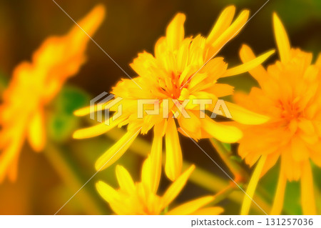 鮮豔的重瓣白屈菜 131257036