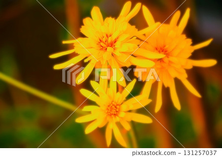 鮮豔的重瓣白屈菜 131257037