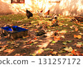 Young Muscovy goslings drink water and rest in autumn poultry yard in village, selective focus 131257172