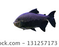 Tambaqui (Colossoma macropomum or black pacu) fish isolated on white background, side view 131257173