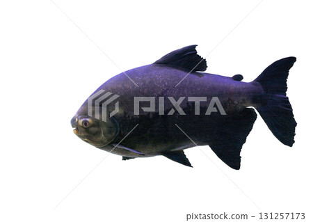 Tambaqui (Colossoma macropomum or black pacu) fish isolated on white background, side view Tambaqui (Colossoma macropomum or black pacu) fish isolated on white background, side view 131257173