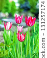 Bicolor pink and white tulips flowers growing in spring garden 131257174
